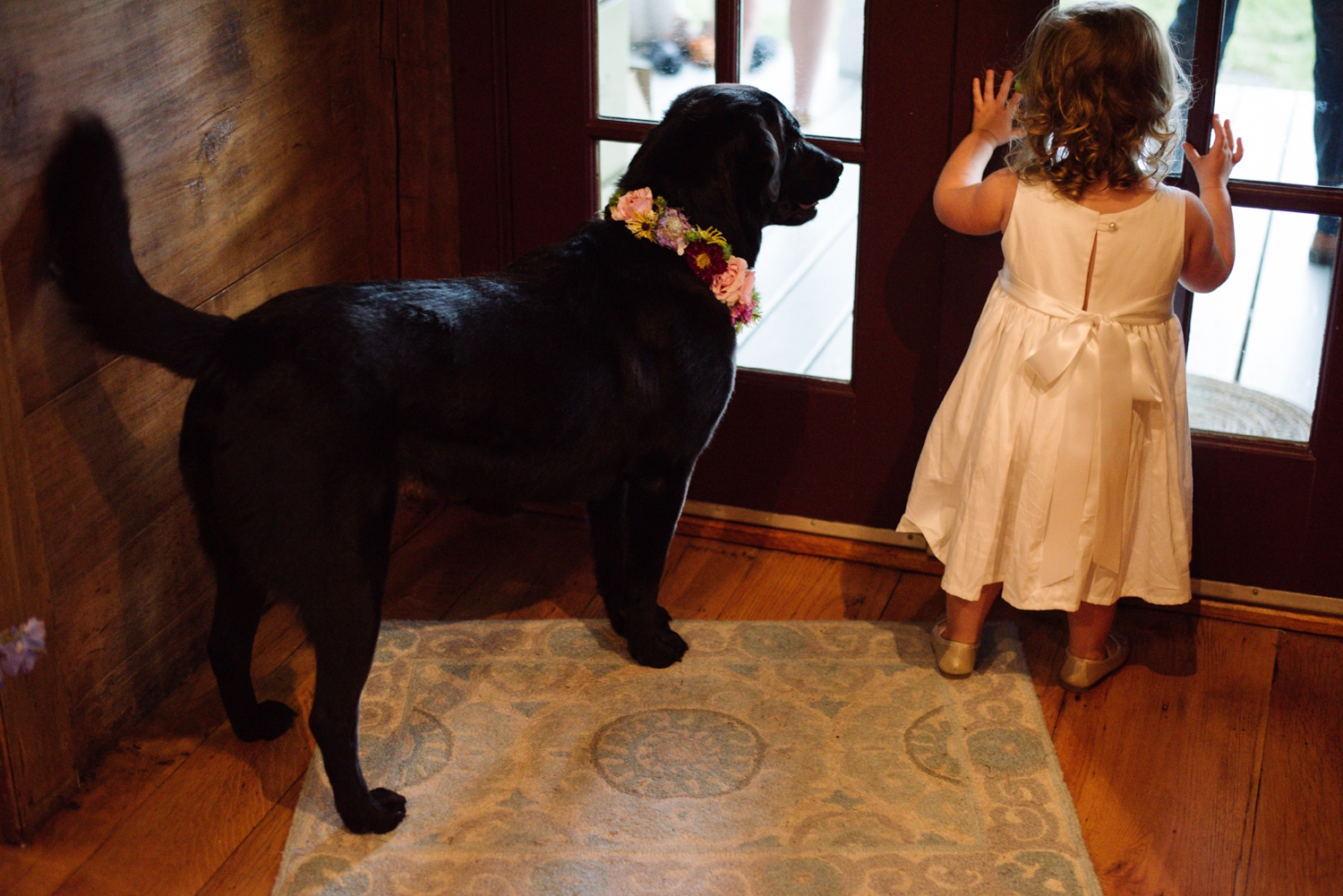 Flower girl and black lab looking outside