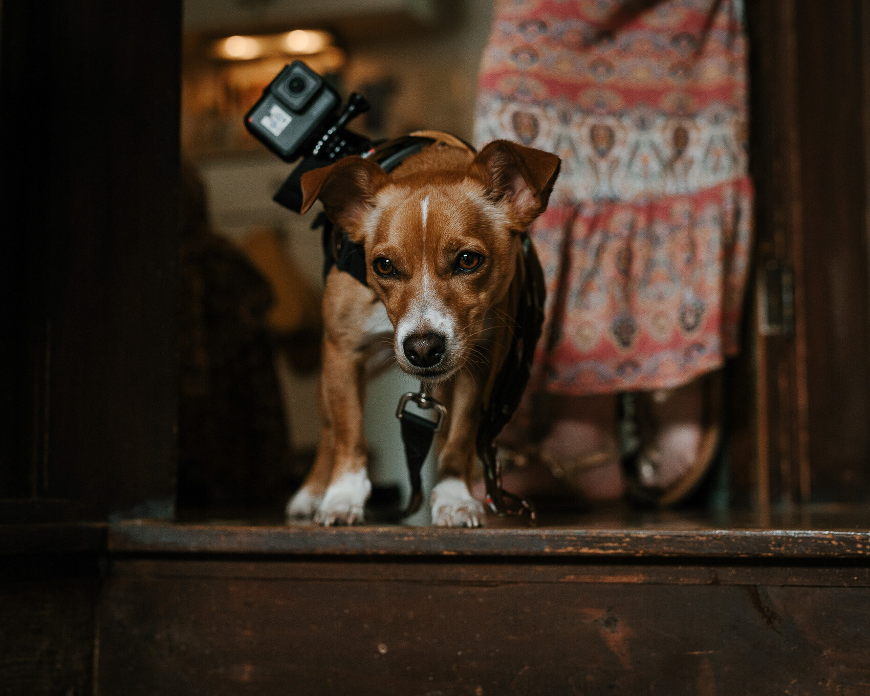 Dog wearing a GoPro ready to record a wedding ceremony