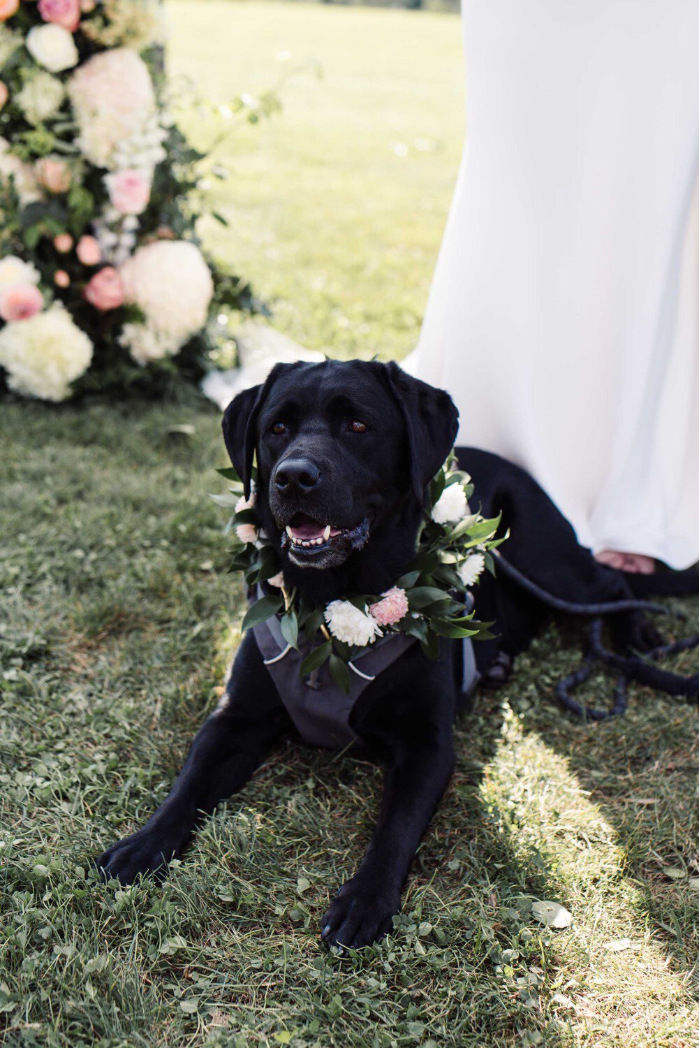 Harley the dog on wedding day with a flower collar