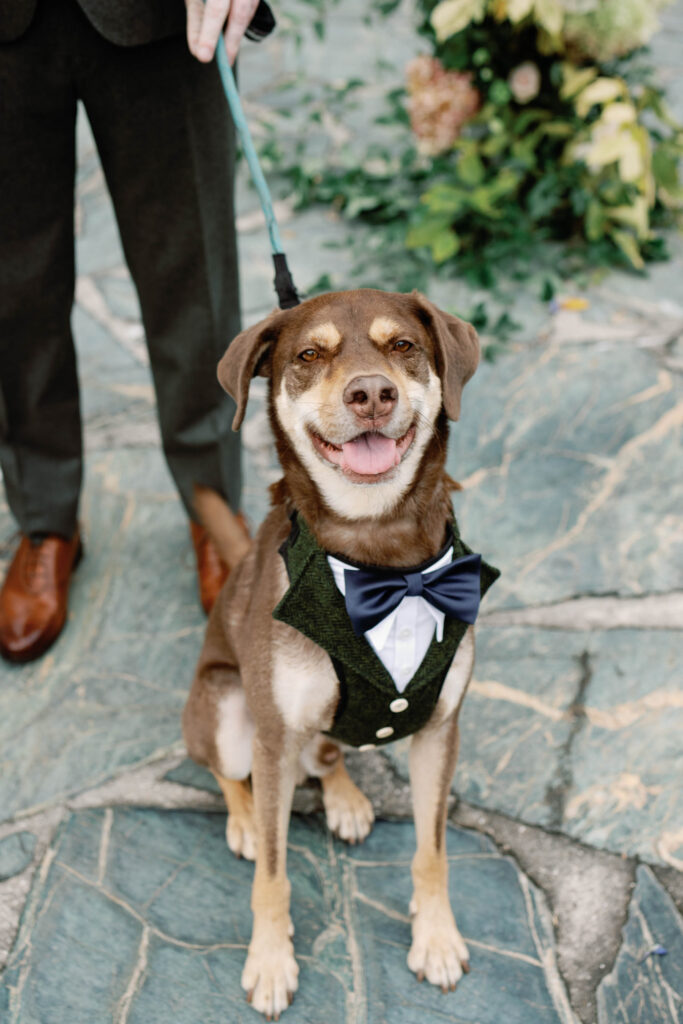 Basin harbor club wedding in Vermont dog